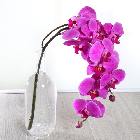 Pink Bottled Orchid