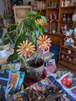 Copper Daisies