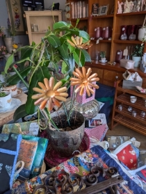 Copper Daisies